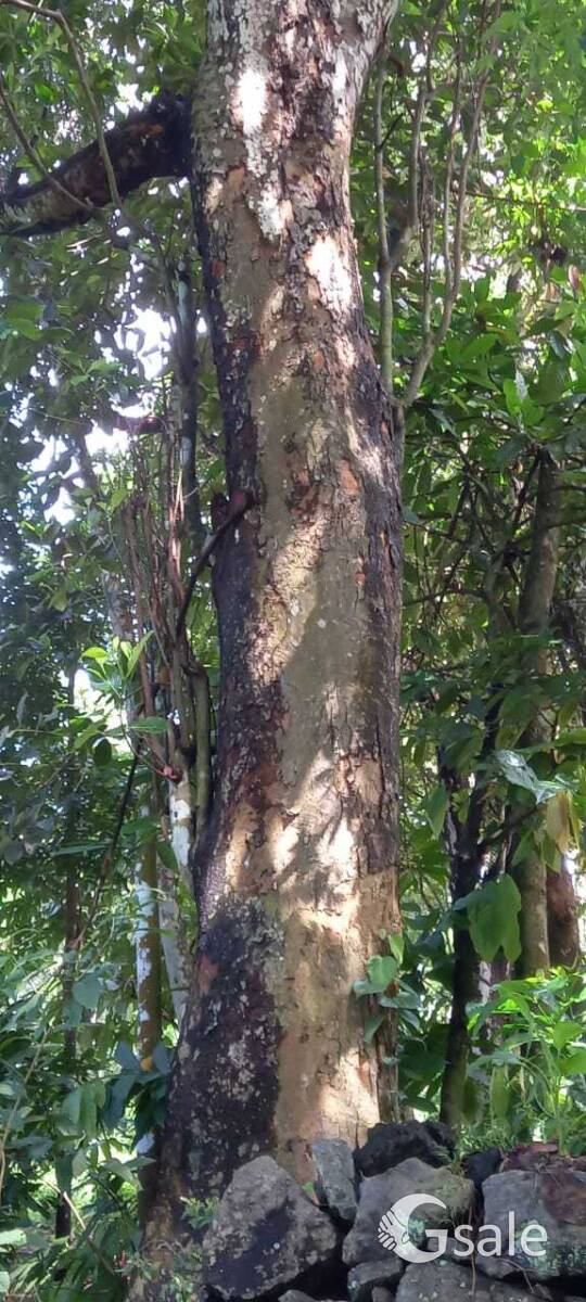 100" varikka പ്ലാവ് വില്പനക്ക്