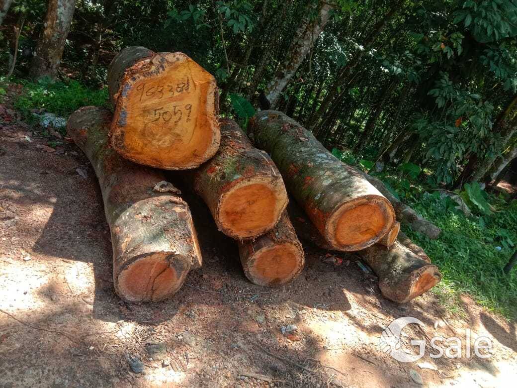 പ്ലാവ് വില്പനക്ക്