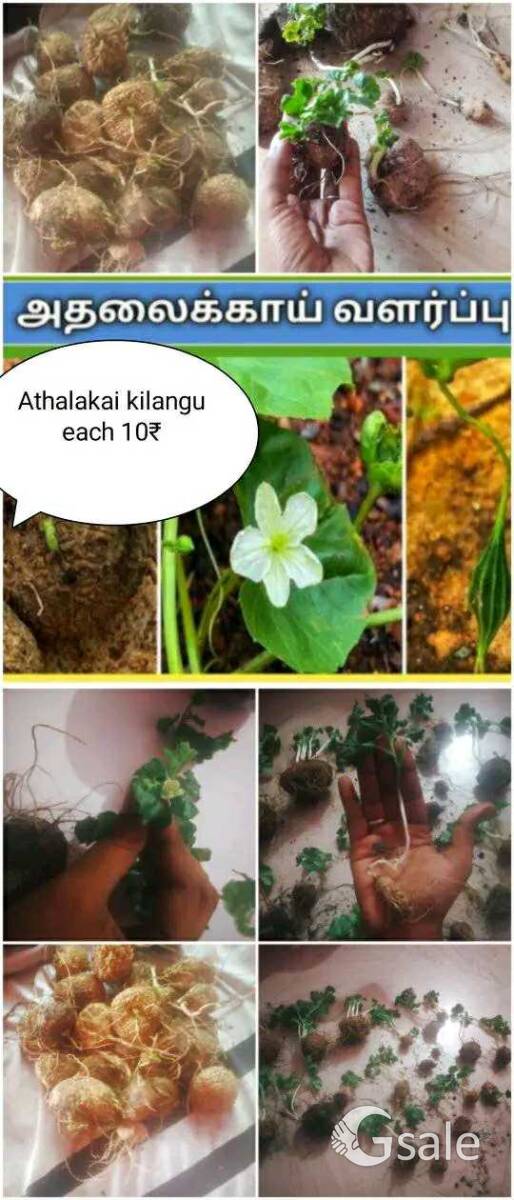 kavi madhavi nursery