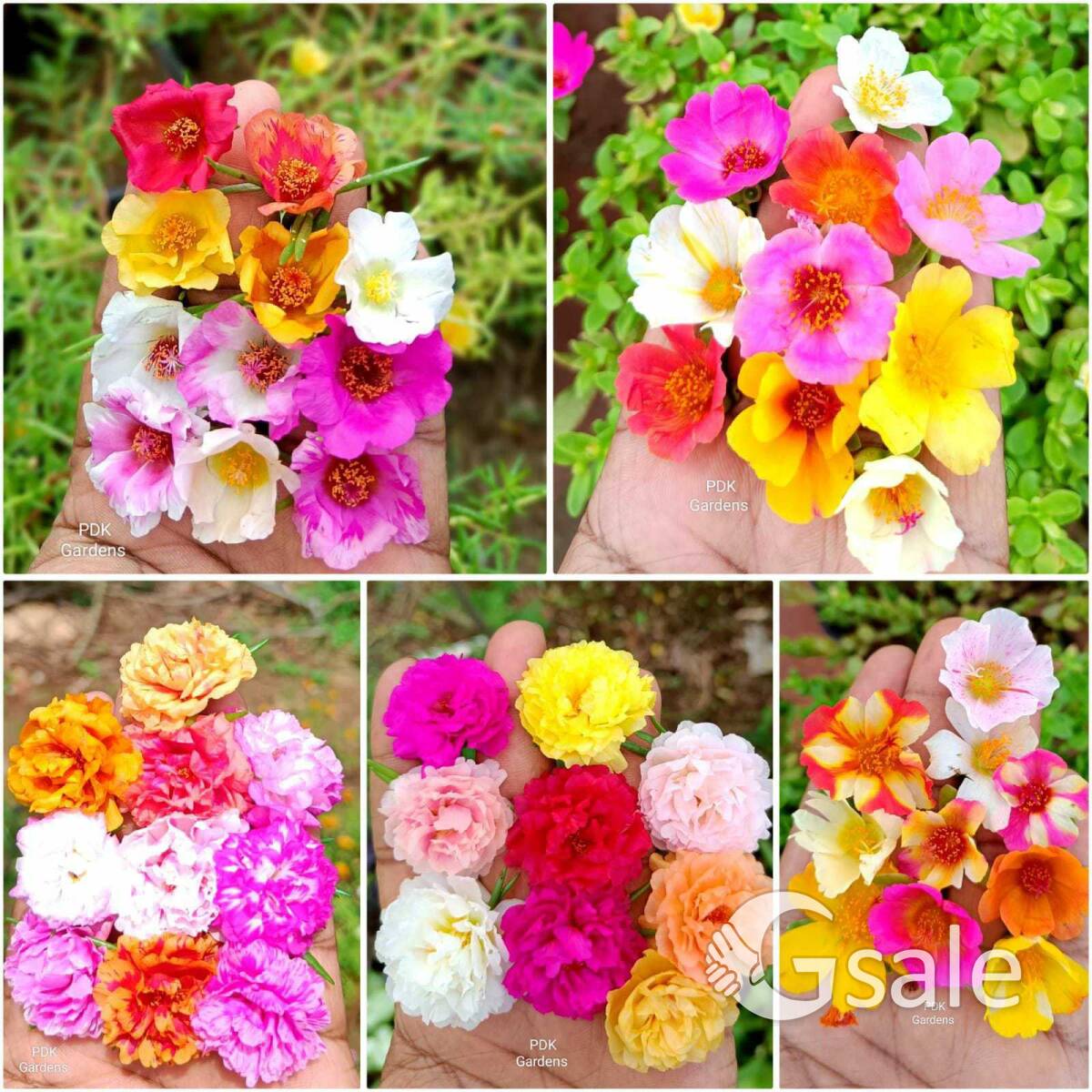 Table Rose Cutting