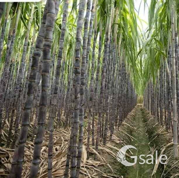 Sugarcane sale