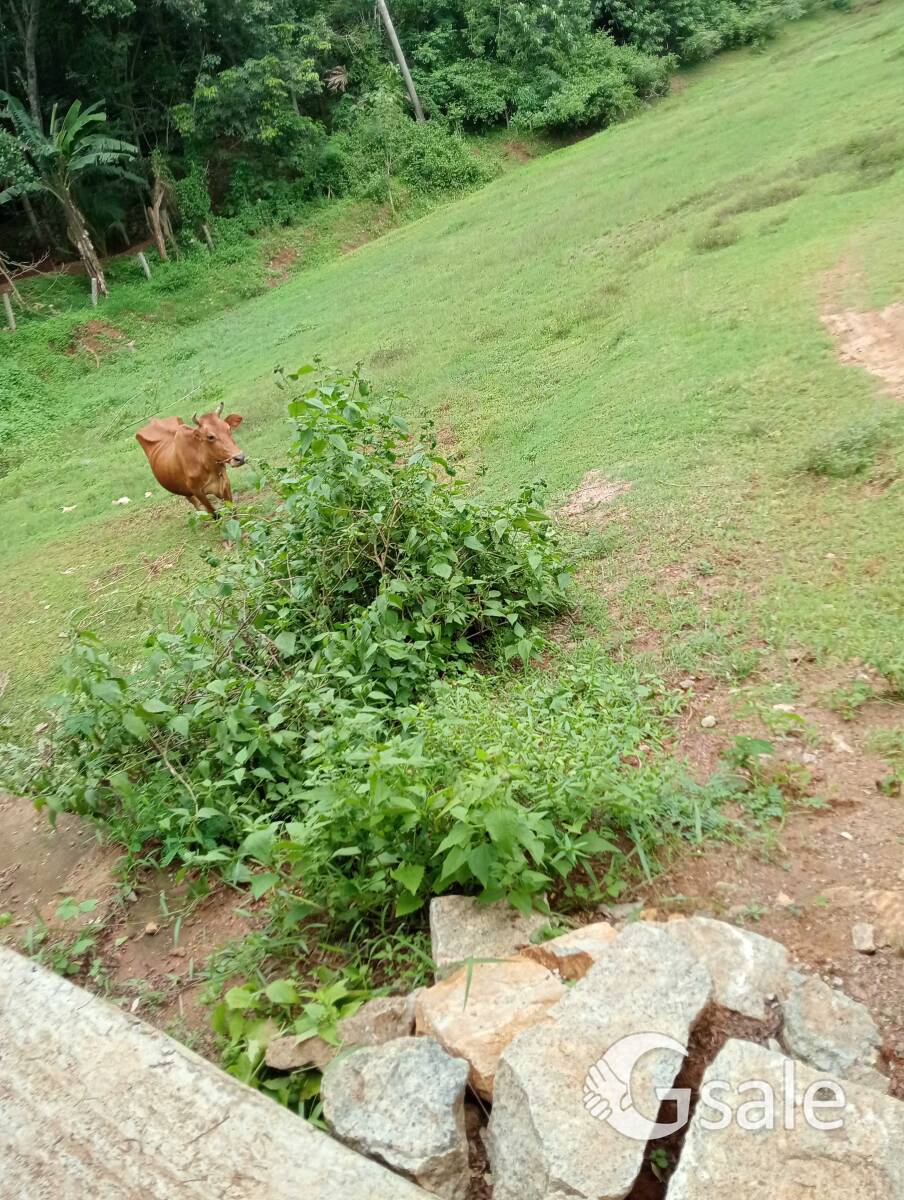 3acre land