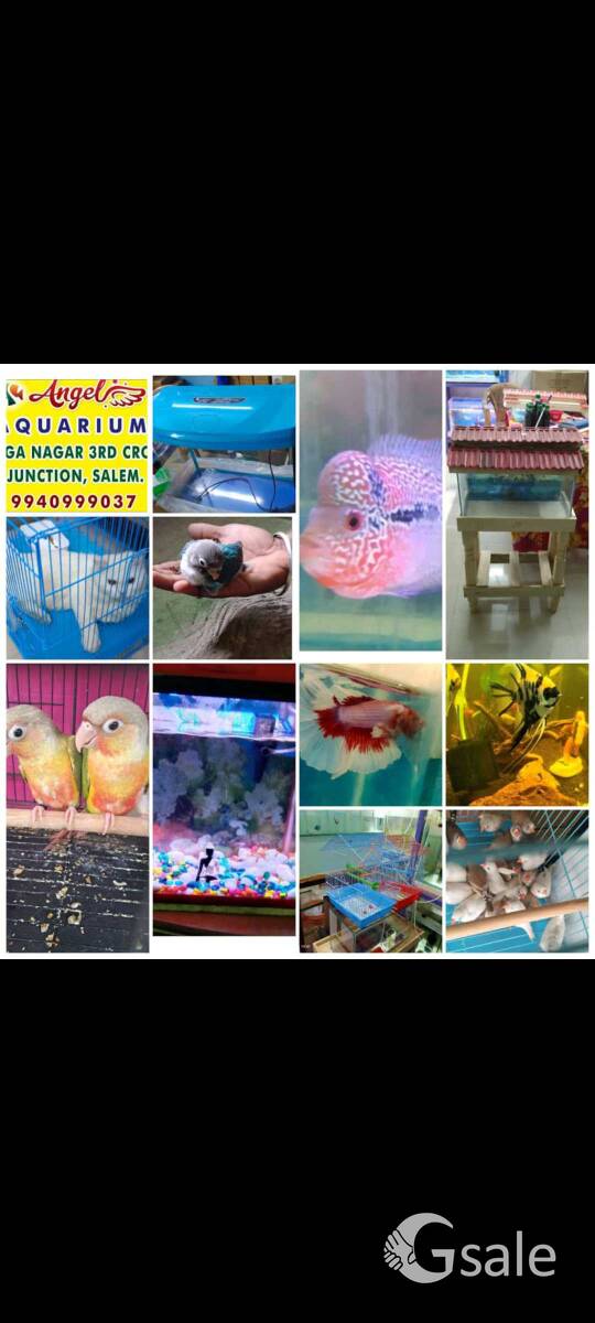Angel Aquarium and pet shop, junction salem 9940999037