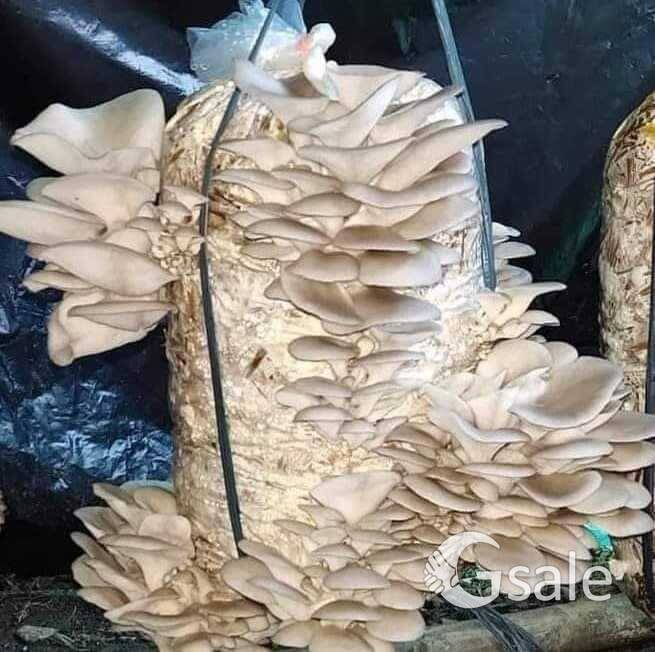 കൂൺ വിത്ത് 