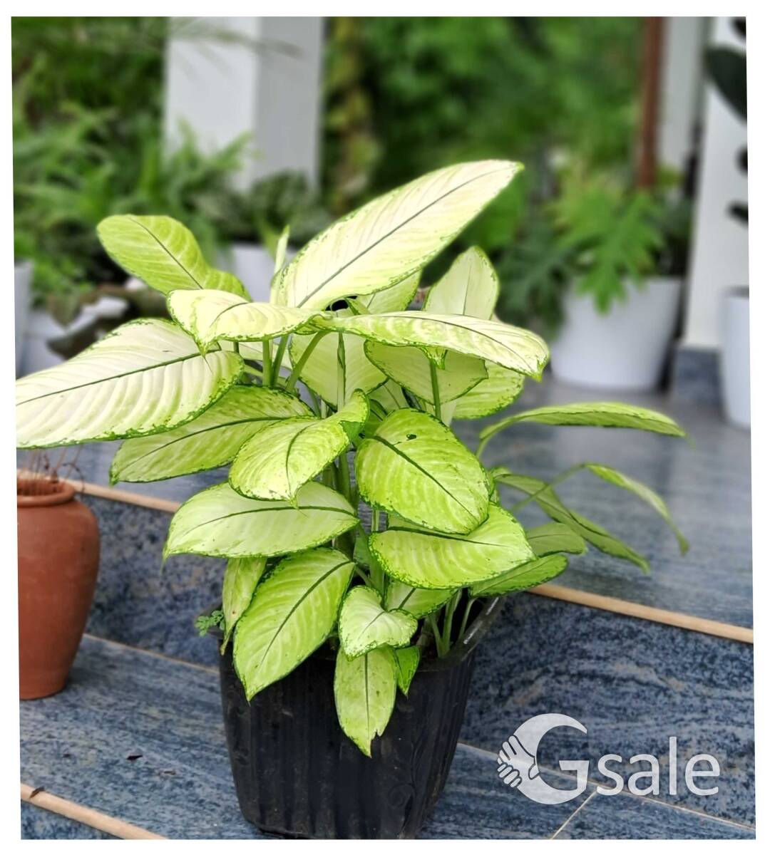 Plants ₹ 10 onwards..
90+ plants avialable 
Cc extra

See catalog 
????
https://wa.me/c/918590796793