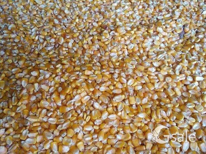 மக்காச்சோளம் விற்பனைக்கு உள்ளது