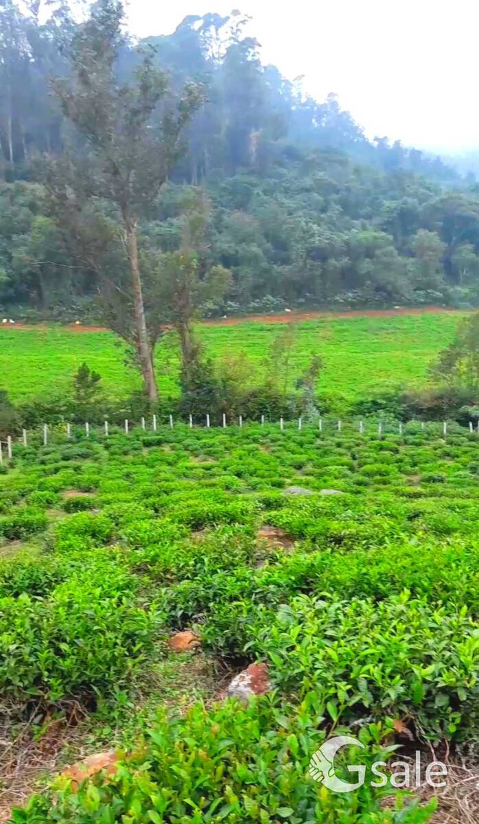 Tea Estate for sale in manjur
