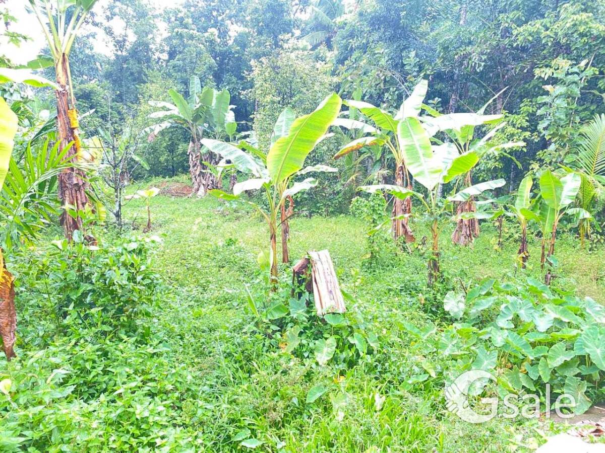 കോതമംഗലം വാരപെട്ടിയിൽ സ്ഥലം വില്പനക്ക്.